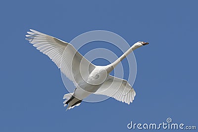 Mute Swan (Cygnus olor) Stock Photo