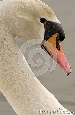 Mute Swan (Cygnus olor) Stock Photo