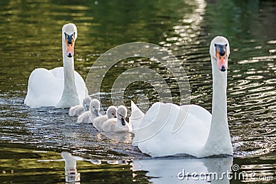Mute Swan Cygnus olor adult and cute fluffy baby cygnets Stock Photo