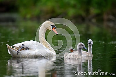Mute swan Cygnus olor with baby. Cygnets on summer day in calm water. Bird in the nature habitat Stock Photo
