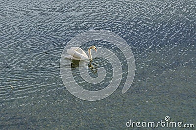 The mute swan feeding on Lake Galve Stock Photo