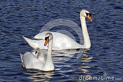 Mute swan, Cygnus olor Stock Photo