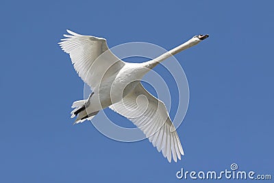 Mute Swan (Cygnus olor) In Flight Stock Photo