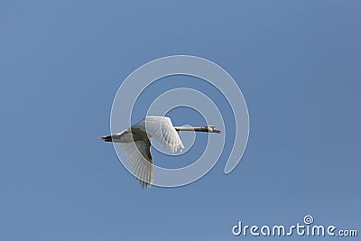Mute swan cygnus olor during flight blue sky Stock Photo