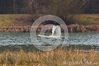 Mute swan cygnus olor in flight, water, reed belt Stock Photo