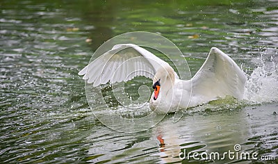 Mute swan Cygnus olor lands on the water, wings spread. Stock Photo