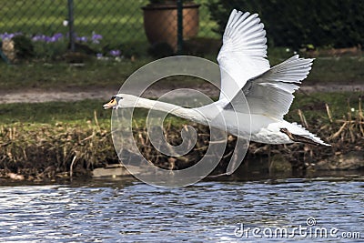 Mute swan Cygnus olor Stock Photo