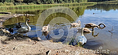 The mute swan is a species of swan and a member of the waterfowl family Anatidae Stock Photo