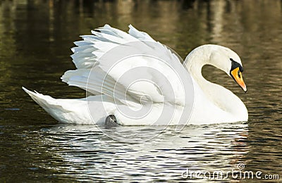 Mute swan (Cygnus olor) Stock Photo