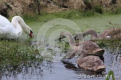 Mute Swan, cygnus olor, with three cygnets Stock Photo