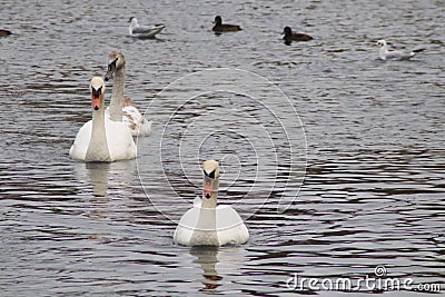 Mute swan family on a lake Stock Photo