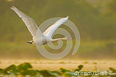 Mute swan in flight Stock Photo