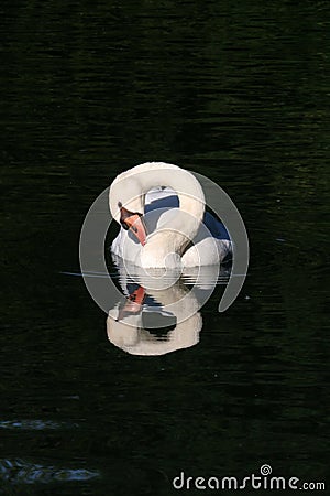 Mute Swan - Infinity Stock Photo