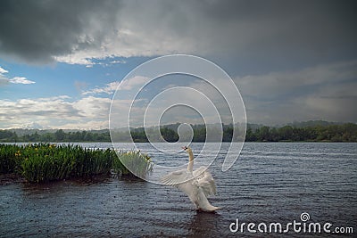 Mute Swan on Lake in the Rain Stock Photo