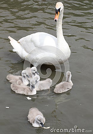Mute Swan mother watching closely on her 6 cygnet while they try to feed on bread flakes Stock Photo