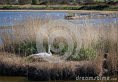 Close up of mute Swan on nest in reed beds Stock Photo