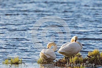 Mute swan pair at the beach Stock Photo