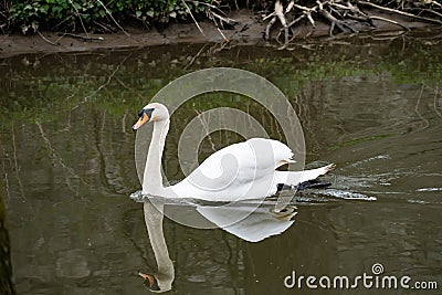Mute swan reflecting on glassy river Stock Photo