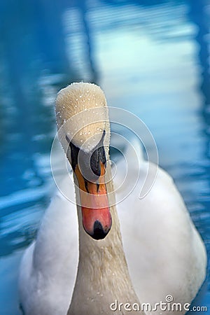 Mute Swan said most beautiful Regal bird Stock Photo