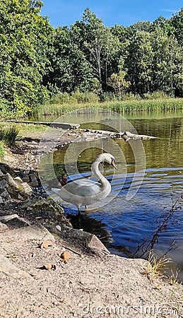 The mute swan is a species of swan and a member of the waterfowl family Anatidae Stock Photo