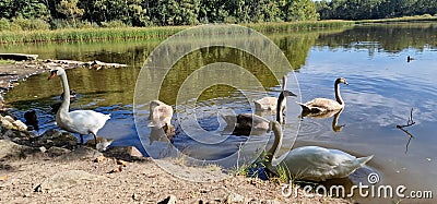 The mute swan is a species of swan and a member of the waterfowl family Anatidae Stock Photo