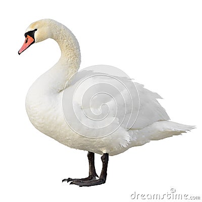 Mute Swan Stock Photo