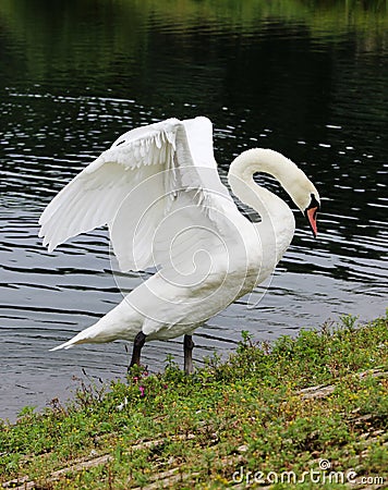 Mute swan stretching Stock Photo