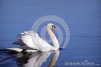 Mute Swan swimming Stock Photo