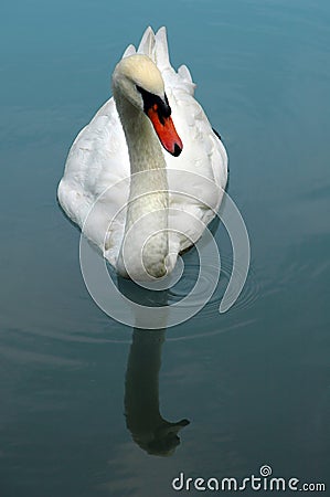 Mute Swan Swimming on Lake Stock Photo