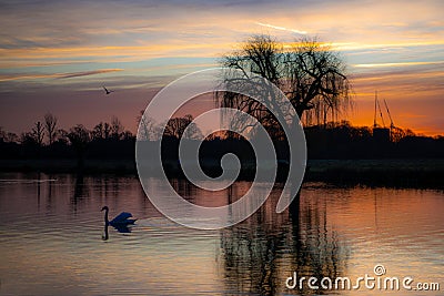 Mute swan swimming in a pond at sunrise on a wintery day in Bushy Park Stock Photo
