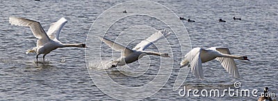 Mute Swan Take-Off Stock Photo