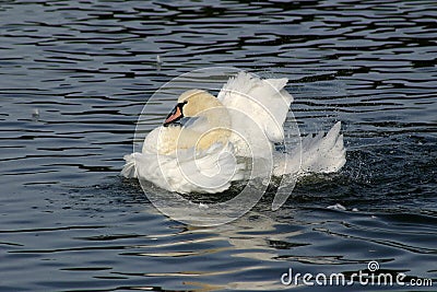 Mute Swan washing feathers. Stock Photo
