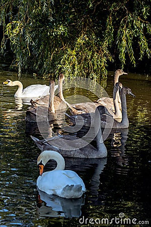 Mute Swans and cygnets Illuminated in the sunshine on Hedgecourt Lake Stock Photo