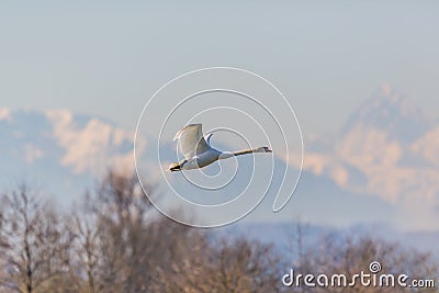 Mute swans cygnus olor in flight, mountains, trees Stock Photo