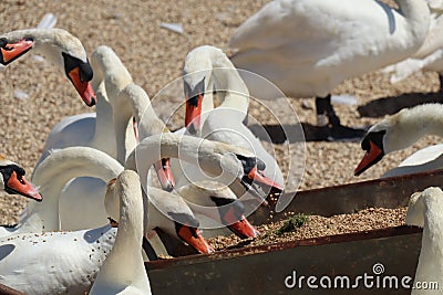 Mute swans at feeding time at Abbotsbury Swannery in Dorset, England Stock Photo