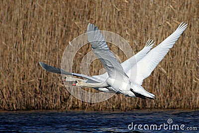 Mute swans flies up from the water Stock Photo