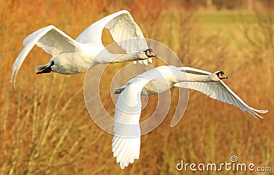 Mute Swans in Flight Stock Photo