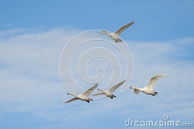 Mute swans in flight Stock Photo