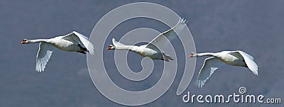 Mute swans in flight Stock Photo