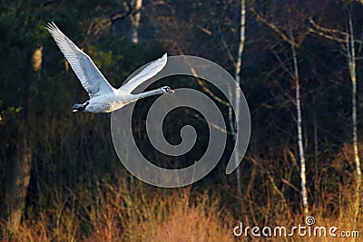 A large Mute Swan flying to water Stock Photo
