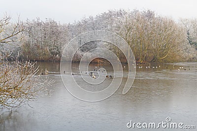 Mute Swans, Mallards and other birds on a part frozen lake Stock Photo