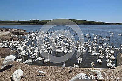 Mute swans wait for feeding time in the Fleet behind Chesil Bank at Abbotsbury Swannery in Dorset, England Stock Photo