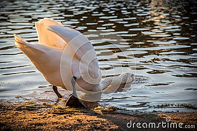 Mute white swan eating Stock Photo