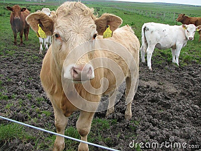 Mutli-colored Scottish cows Stock Photo