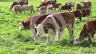 Mutter Und Babykuhe Auf Der Wiese Stock Video Video Von Landwirt Metzger 48236963
