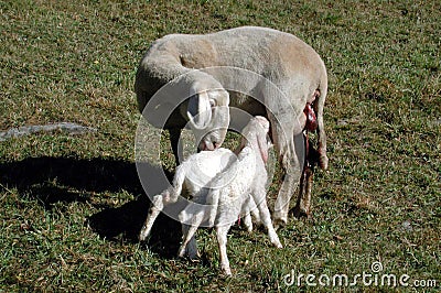 mutterschaf,jungtier,schaf,schafe,nutztiere,nutztier,nutztierhaltung,tierhaltung,viehwirtschaft,landwirtschaft,tiere,tier Stock Photo