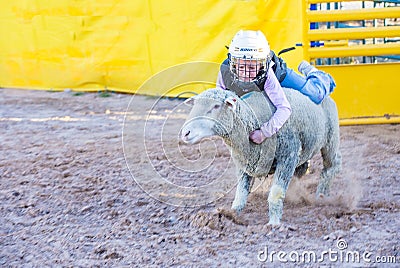 Mutton Busting Editorial Stock Photo