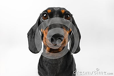 Muzzle of annoying curious funny dog with big nose, eyes. Shot at a wide angle Stock Photo