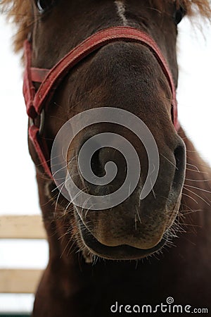 Muzzle beautiful horse in red bridle looks out close Stock Photo