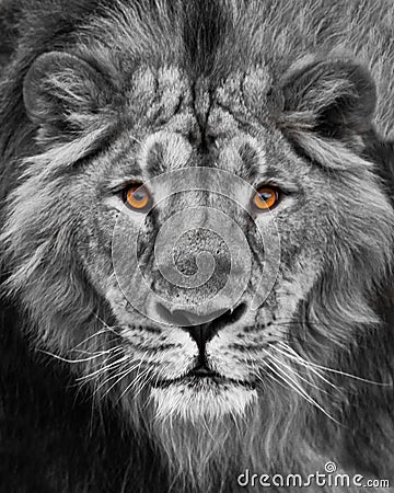 Muzzle with a beautiful mane in full screen, amber eyes black and white. Muzzle powerful male lion with a beautiful mane close-up Stock Photo